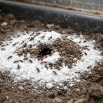 O pudră ieftină de farmacie va eradica furnicile dintr-o seră în 24 de ore o-pudra-ieftina-de-farmacie-va-eradica-furnicile-dintr-o-sera.png