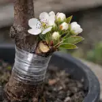 Pomii de pere vor înflori primăvara chiar și fără un pom matur în livadă pomii-de-pere-vor-inflori-primavara-chiar-si-fara-un.png