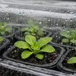 Răsadurile de petunie se ofilesc după cules din cauza unei greșeli evidente rasadurile-de-petunie-se-ofilesc-dupa-cules-din-cauza-unei.png