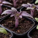 rasadurile-purpurii-semnaleaza-probleme-ascunse-in-cresterea-plantelor.png