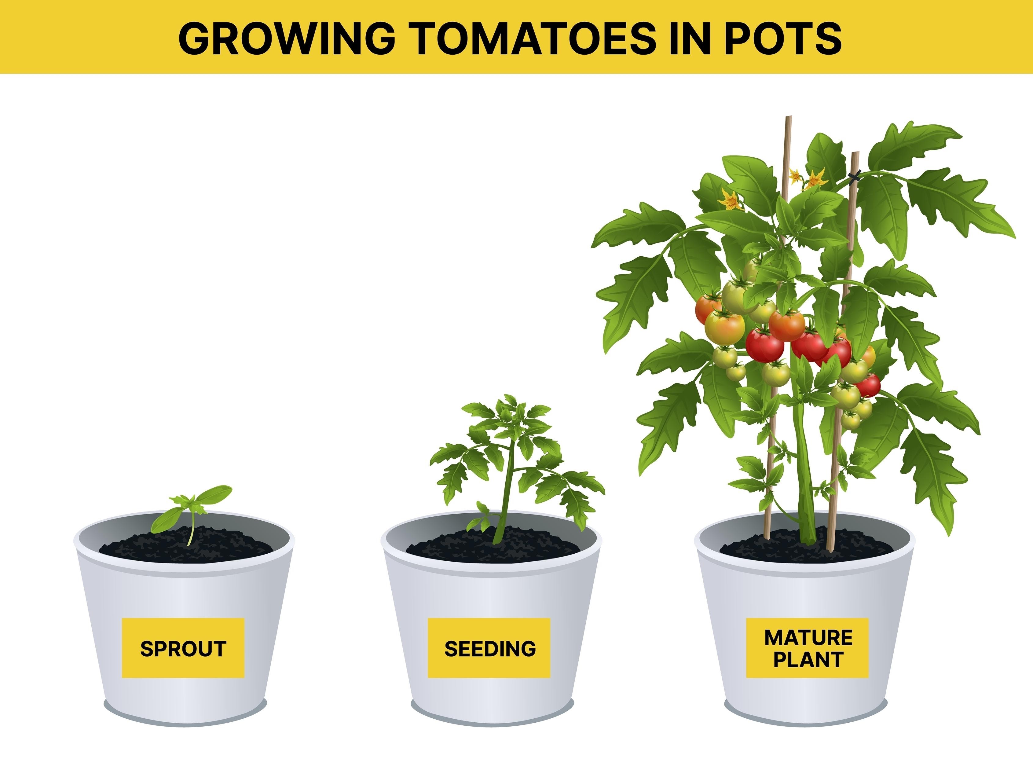 Deficitul de fosfor la răsadurile de tomate, face AI tạo