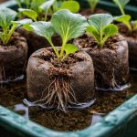 salvarea-rasadurilor-de-varza-in-tablete-de-turba-de-la.png