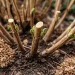 Secretul capacelor uriașe ale hortensiei este ascuns într-un tratament de primăvară secretul-capacelor-uriase-ale-hortensiei-este-ascuns-intr-un-tratament-de.png