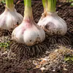 secretul-capetelor-uriase-de-usturoi-atunci-cand-se-planteaza-primavara.png