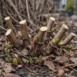 Secretul floarei luxuriante a clematisului constă într-o manipulare de primăvară secretul-floarei-luxuriante-a-clematisului-consta-intr-o-manipulare-de-primavara.png