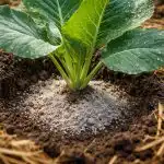 Secretul germenilor uriași de varză este hrănirea timpurie și protecția rădăcinilor secretul-germenilor-uriasi-de-varza-este-hranirea-timpurie-si-protectia.png