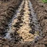 Secretul morcovilor netezi și uriași este ascuns în pregătirea patului de primăvară secretul-morcovilor-netezi-si-uriasi-este-ascuns-in-pregatirea-patului.png