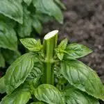 Secretul pentru busuioc fără sfârșit în pat cu o singură tăietură oblică secretul-pentru-busuioc-fara-sfarsit-in-pat-cu-o-singura.png