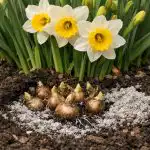 Secretul pentru o înflorire luxuriantă a narciselor fără a dezgropa bulbii în fiecare an secretul-pentru-o-inflorire-luxurianta-a-narciselor-fara-a-dezgropa.png