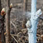 Secretul pentru o recoltă uriașă de zmeură începe cu un singur tratament de primăvară împotriva infecțiilor ascunse secretul-pentru-o-recolta-uriasa-de-zmeura-incepe-cu-un.png