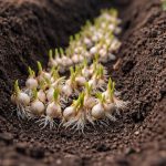 secretul-pentru-un-usturoi-urias-atunci-cand-este-plantat-prin.png