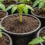 Secretul răsadurilor puternice de roșii este ascuns în solul dens secretul-rasadurilor-puternice-de-rosii-este-ascuns-in-solul-dens.png