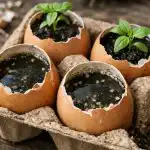 Secretul răsadurilor puternice este ascuns în coji de ouă obișnuite secretul-rasadurilor-puternice-este-ascuns-in-coji-de-oua-obisnuite.png