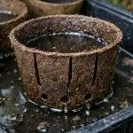 Secretul supraviețuirii răsadurilor constă în pregătirea corespunzătoare a recipientului de turbă secretul-supravietuirii-rasadurilor-consta-in-pregatirea-corespunzatoare-a-recipientului-de.png