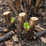 Secretul unei recolte triple de zmeură este ascuns într-un singur tratament de primăvară secretul-unei-recolte-triple-de-zmeura-este-ascuns-intr-un-singur.png