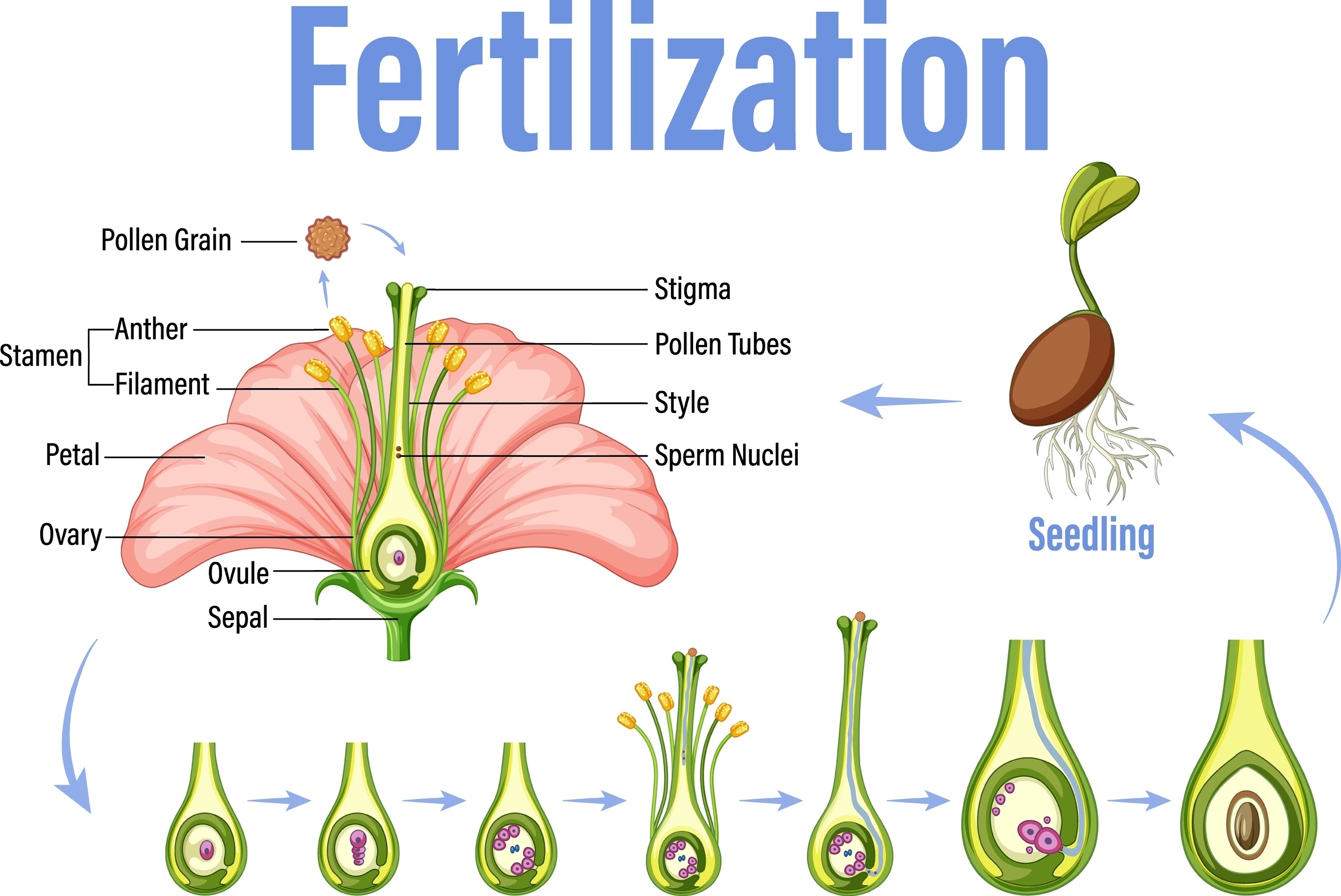 Procesul de fertilizare a răsadurilor, faceți AI tạo