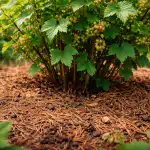 Toamna coniferelor va transforma arbuștii înfrunziți într-o grădină luxuriantă în câteva săptămâni toamna-coniferelor-va-transforma-arbustii-infrunziti-intr-o-gradina-luxurianta-in.png