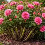 Tunderea de primăvară transformă o tufă de trandafiri latentă într-o explozie florală tunderea-de-primavara-transforma-o-tufa-de-trandafiri-latenta-intr-o.png