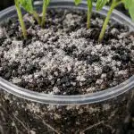 Un remediu de un penny vă va salva răsadurile de roșii de la moarte peste noapte un-remediu-de-un-penny-va-va-salva-rasadurile-de.png