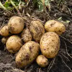 cand-sapati-cartofii-pentru-a-nu-putrezi-intr-o-luna.png