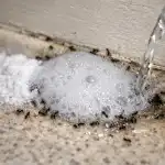 cum-sa-alungati-definitiv-furnicile-din-casa-primavara-cu-bicarbonat.png