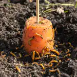 Cum să garantați eliminarea viermilor de sârmă din grădina de legume în primăvară fără substanțe chimice cum-sa-garantati-eliminarea-viermilor-de-sarma-din-gradina-de.png