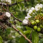 Cum să salvați recolta dacă cireșul refuză să rodească primăvara din cauza moniliozei insidioase cum-sa-salvati-recolta-daca-ciresul-refuza-sa-rodeasca-primavara.png