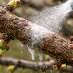 Cum să vă salvați grădina preferată de invazia de primăvară a dăunătorului cochiliei fără substanțe chimice inutile cum-sa-va-salvati-gradina-preferata-de-invazia-de-primavara.png