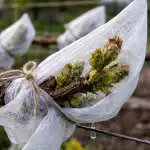 De ce nu fructele de struguri în primăvară din îngheț și cum să salvați recolta viitoare fără eforturi inutile de-ce-nu-fructele-de-struguri-in-primavara-din-inghet.png