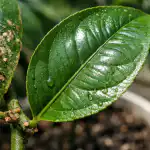 De ce pulverizarea convențională nu funcționează de-ce-pulverizarea-conventionala-nu-functioneaza.png