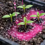 elixirul-roz-pentru-gradina-de-primavara-protejeaza-rasadurile-de-boli.png