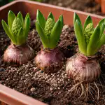 Jacinii refuză cu încăpățânare să înflorească și dau doar frunze jacinii-refuza-cu-incapatanare-sa-infloreasca-si-dau-doar-frunze.png