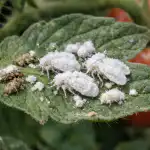 Metoda secretă de ucidere a muștelor albe de pe roșii primăvara, fără un gram de substanțe chimice metoda-secreta-de-ucidere-a-mustelor-albe-de-pe-rosii.png