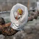 Principala cauză a pierderii culturilor de struguri în primăvară și modalități de lucru pentru salvarea viței de vie principala-cauza-a-pierderii-culturilor-de-struguri-in-primavara-si.png