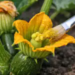 Principala cauză de ofilire a dovleceilor primăvara și cum să salvați cultura principala-cauza-de-ofilire-a-dovleceilor-primavara-si-cum-sa.png