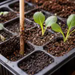 principala-greseala-de-crestere-a-rasadurilor-de-varza-si-un.png
