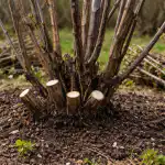 Principalul secret al tăierii de primăvară a coacăzelor pentru o recoltă de fructe de pădure fără precedent principalul-secret-al-taierii-de-primavara-a-coacazelor-pentru-o.png