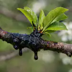 Salvarea prunului de afide primăvara prin metoda încercată și testată a bunicului, fără substanțe chimice salvarea-prunului-de-afide-primavara-prin-metoda-incercata-si-testata.png