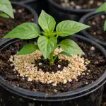 salvarea-rasadurilor-de-ardei-de-la-ofilire-si-oprirea-cresterii.png