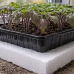 salvarea-rasadurilor-de-rosii-albastre-de-frigul-de-primavara-printr-o.png