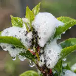 Salvați grădina de afide primăvara cu soluția potrivită de săpun salvati-gradina-de-afide-primavara-cu-solutia-potrivita-de-sapun.png