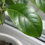 Salvează-ți lămâia de interior de oxiuri în această primăvară cu un remediu inteligent salveaza-ti-lamaia-de-interior-de-oxiuri-in-aceasta-primavara-cu.png