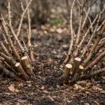 Secretul coacăzelor mari constă în tăierea corectă a tufei în primăvară secretul-coacazelor-mari-consta-in-taierea-corecta-a-tufei-in.png