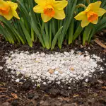 Secretul înfloririi luxuriante a narciselor vechi fără transplantarea plictisitoare a bulbilor secretul-infloririi-luxuriante-a-narciselor-vechi-fara-transplantarea-plictisitoare-a.png