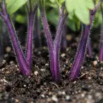 Tulpinile mov ale roșiilor semnalează o problemă nutrițională ascunsă tulpinile-mov-ale-rosiilor-semnaleaza-o-problema-nutritionala-ascunsa.png