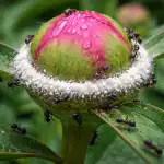 Un mod dovedit de a salva mugurii de bujor de infestarea cu furnici în această primăvară un-mod-dovedit-de-a-salva-mugurii-de-bujor-de.png