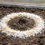 Un mod simplu de a alunga definitiv furnicile din seră primăvara, fără substanțe chimice dăunătoare un-mod-simplu-de-a-alunga-definitiv-furnicile-din-sera.png